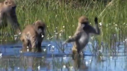 猴子走路视频,自然界的灵动步伐