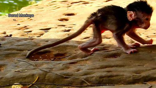 猴子走路视频,自然界的灵动步伐