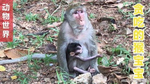 猴子走路视频,自然界的灵动步伐