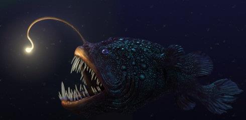 灯笼鱼视频,揭秘灯笼鱼的神秘世界