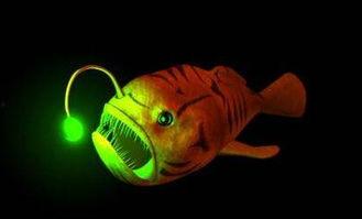 灯笼鱼视频,揭秘灯笼鱼的神秘世界