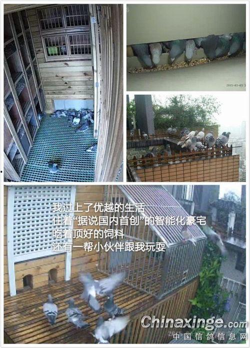 鸽舍视频,揭秘赛鸽日常与训练瞬间