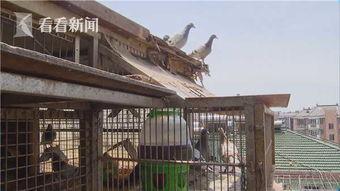 鸽舍视频,揭秘赛鸽日常与训练瞬间