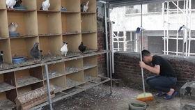 鸽舍视频,揭秘赛鸽日常与训练瞬间