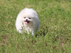 宠物狗视频,狗狗视频里的欢乐时光