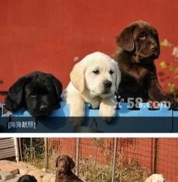 宠物狗视频,狗狗视频里的欢乐时光