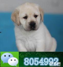 宠物狗视频,狗狗视频里的欢乐时光