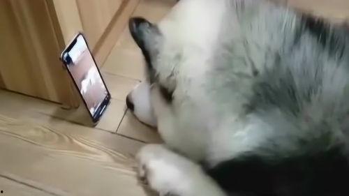 聪明狗视频,揭秘狗狗智慧与人类互动的奇妙瞬间