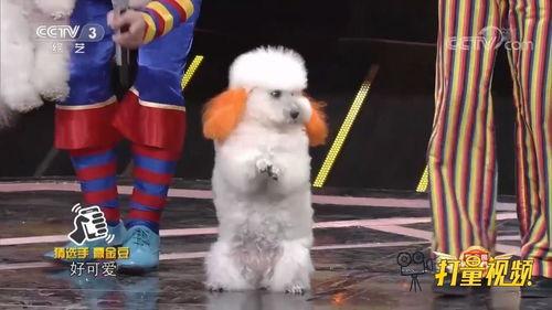 聪明狗视频,揭秘狗狗智慧与人类互动的奇妙瞬间