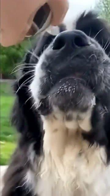 聪明狗视频,揭秘狗狗智慧与人类互动的奇妙瞬间