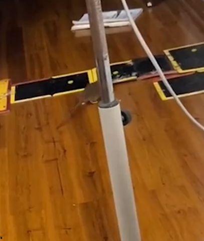 粘鼠板视频,揭秘高效捕鼠小技巧