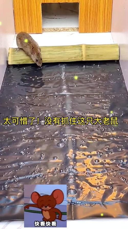 粘鼠板视频,揭秘高效捕鼠小技巧