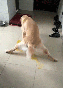 gif视频,捕捉生活精彩瞬间