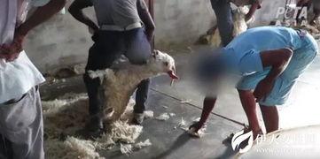 剪羊毛视频,传统与现代的完美融合